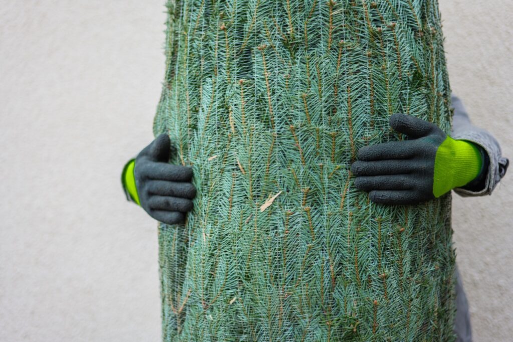 christmas tree packed in hands.canadian spruce in a net. buying a traditional christmas tree. male hands in gloves hold a sealed christmas tree in a net on a wall background.wrapped christmas tree.