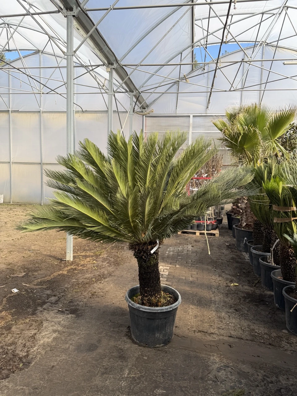 cycas1