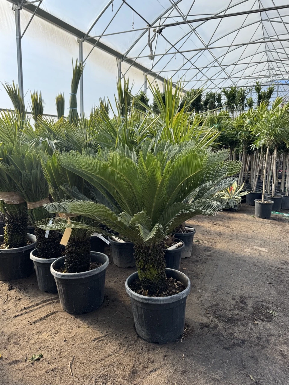 cycas2