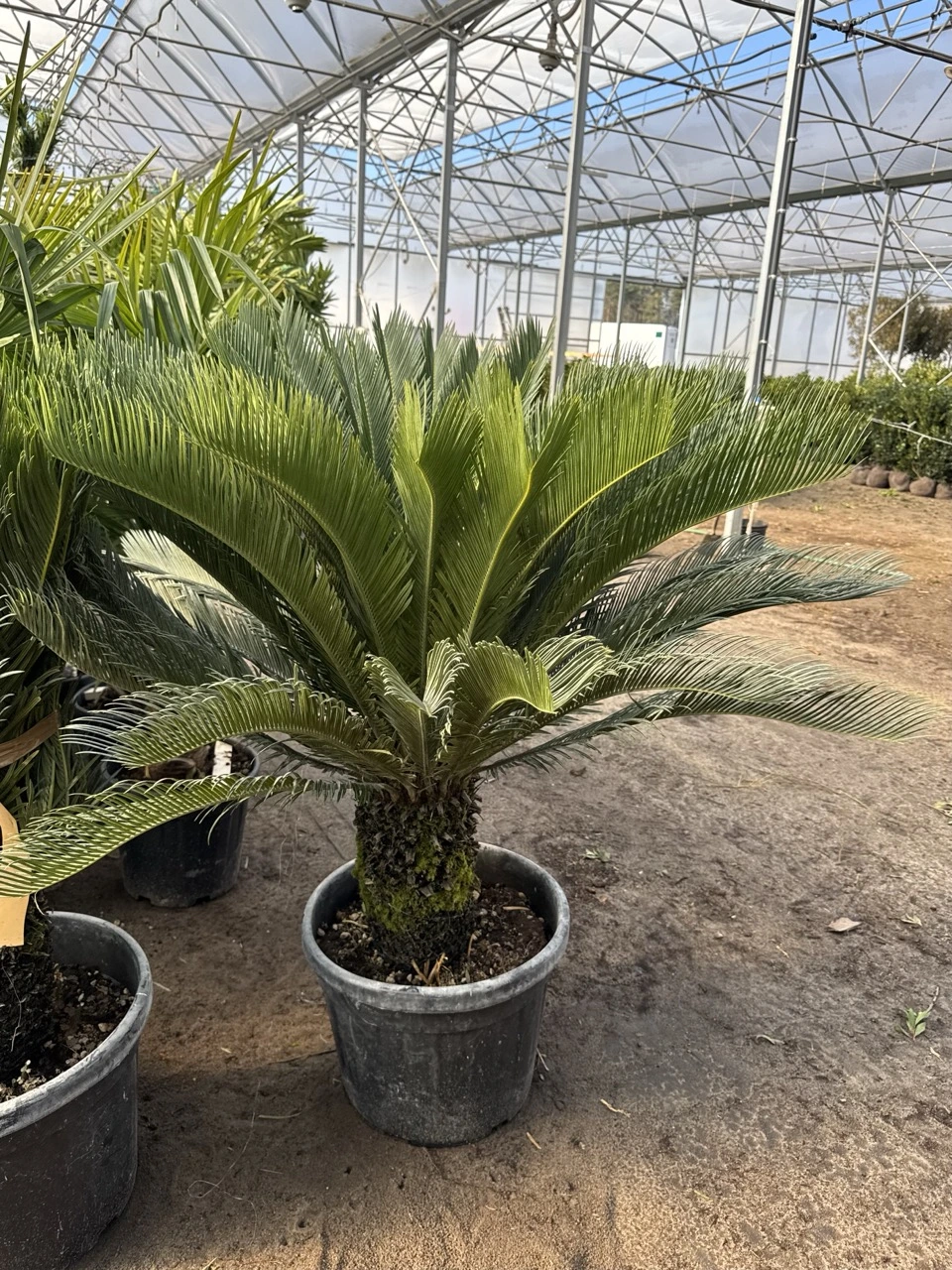 cycas3