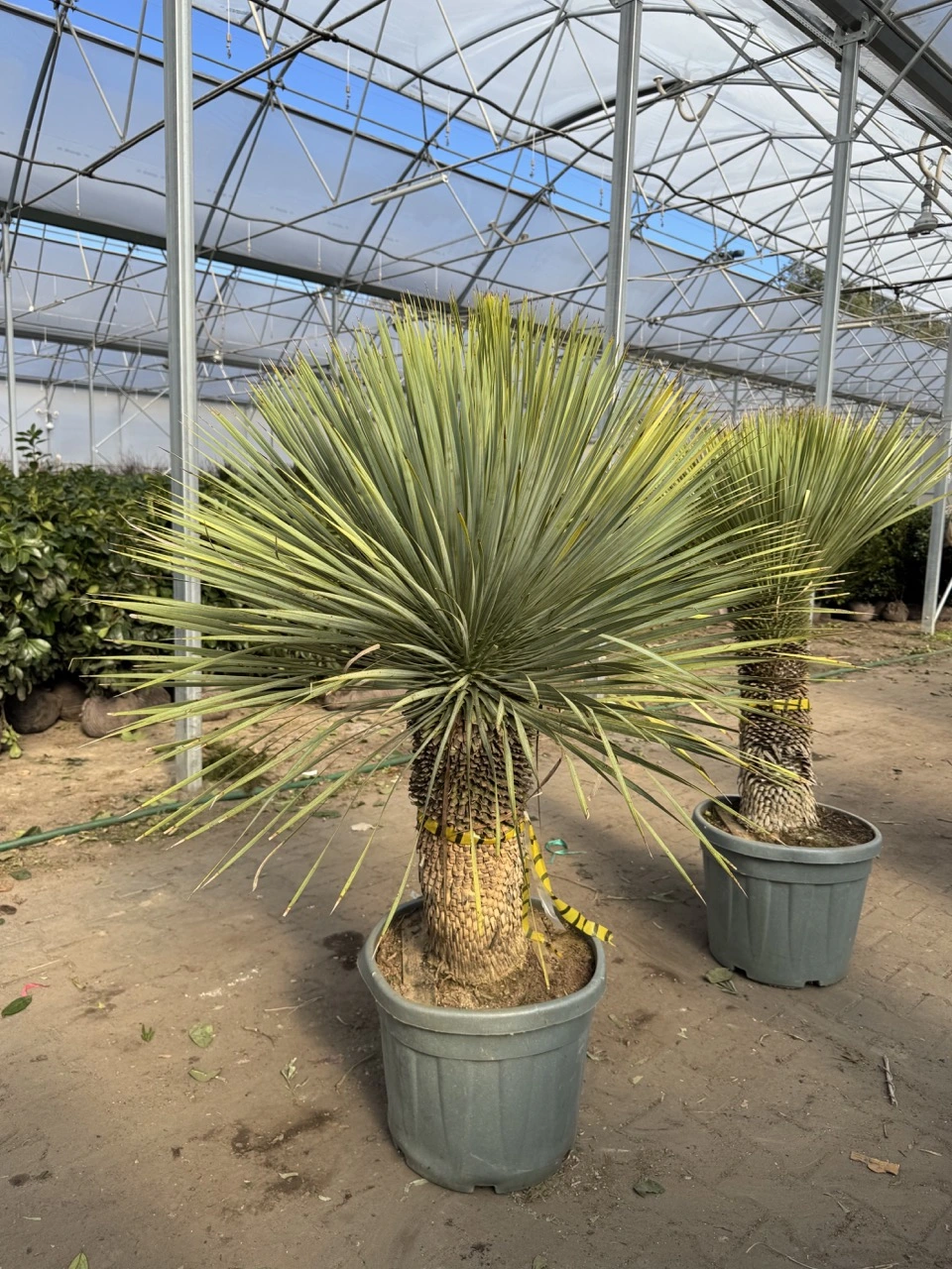 yucca2